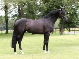 Pretty Boy van de Molenberg - approved stallion - son of Malinda - pict: Nijen Twilhaar