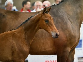 Wonphire van de Molenberg - foal champion 2022 BWP Leiestreek - daughter of Quintessa