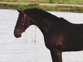 Uptown van de Molenberg Elite stallion 2023 Australia pict dec '23