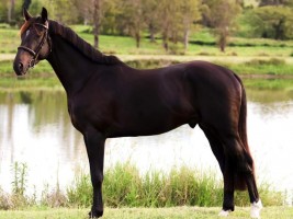 Uptown van de Molenberg Elite stallion 2023 Australia pict dec '23