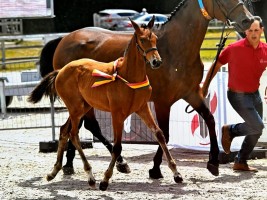 Wonphire van de Molenberg - foal champion 2022 BWP Leiestreek - daughter of Quintessa