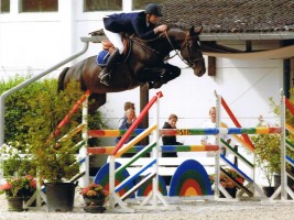Edjaz van 't Merelsnest 1m50 jumper & approved stallion - full brother Malinda van 't Merelsnest