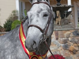 Hidalgo van de Molenberg - approved stallion BWP North America