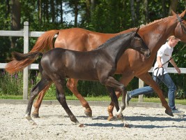 Son of Malinda - Pretty Boy van de Molenberg as foal 2015