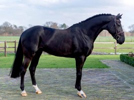 Pretty Boy van de Molenberg - approved stallion Zangersheide - full brother Quintessa