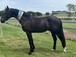 Uptown van de Molenberg Elite stallion 2023 Australia