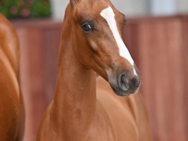 Valley Dancer van de Molenberg as foal 2021 Paardenfototgraaf.be