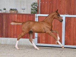 Valley Dancer van de Molenberg as foal 2021