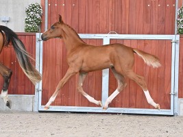 Valley Dancer van de Molenberg as foal 2021